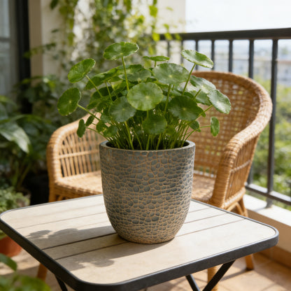 Round Magnesium Oxide Planter Set - 3 Sizes, Indoor/Outdoor